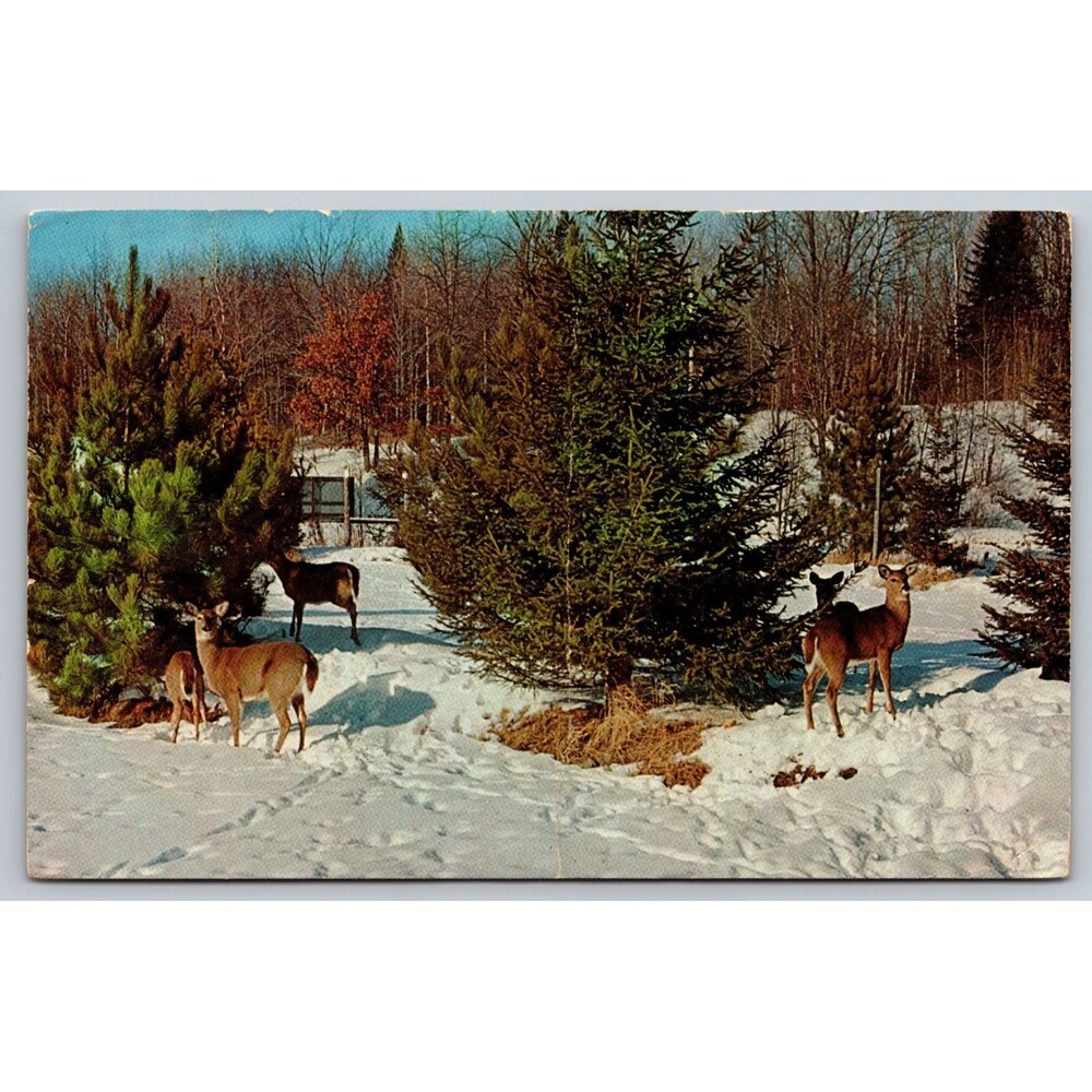 Vintage 1960 Gaylord MI Postcard Deer herd in Snow 1959 L.L. Cook G-252